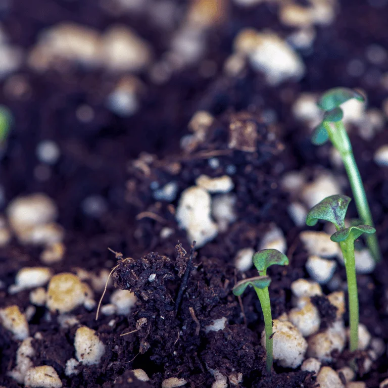 substrat für hydrokultur